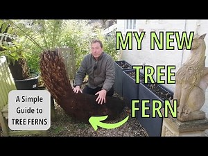 TREE FERN Dicksonia Antarctica A Short Guide to Tree Ferns