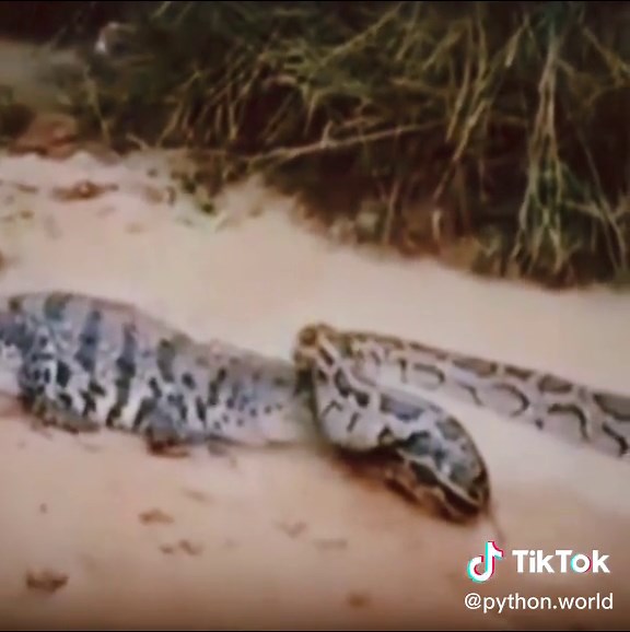 Python hunting crocodile😱 #wildanimals #python #crocodile #animals