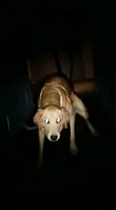 My dog started convulsing… then stood up like a human.😱