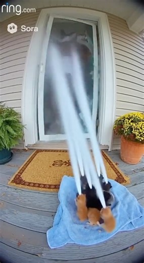 Grandma Finds Kittens On Doorstep 😭❤️ #sora2