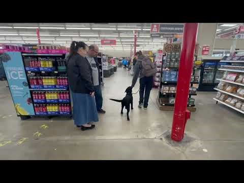 Nala | 5 Month Old Labrador Retriever | Distraction Training | Obedience | Dog In Training