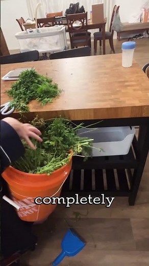 save your carrot tops!