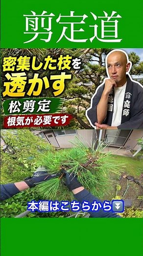[Dense Pine Branches] Beginners must see this: Pruning to thin out foliage #GardenTreeCare #CutBa...