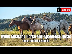 White Mustang Horse and Appaloosa Horse Cross Breeding Method