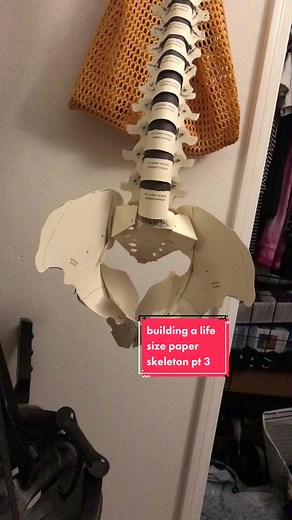 DIY Life Size Paper Skeleton Building Guide: Pelvis and Sacrum