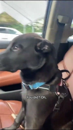 @bodeybo: Giving me the doggy side eye after his vet appointment #dog #doglover