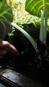 61K views · 1.1K reactions |  Renovando el terrario de...