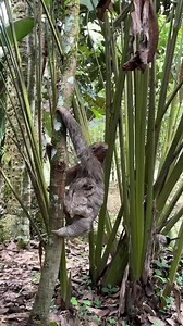 💩 Potty break! Did you know that sloths come to the ground to urinate and defecate? 🦥 Both two-fingered and three-fingered sloths make the journey down to the forest floor approximately once a week to use the bathroom. This is an enormous risk, as sloths are vulnerable to predation and other potential threats on the ground, but they make the trek nonetheless. 🌟 Eclipse and baby Orion have been hanging around our Release Site for the past few weeks, which has provided us with plenty of content