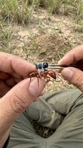 Vidéos de 🌟FLACHE🌟 (@flache1) avec son original - 🌟FLACHE🌟