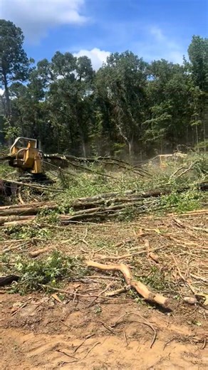 2.9K views · 23 reactions | #KynardLoggingInc #SouthernLoggers #334Alabama #HardWood | Peake Warren | Facebook