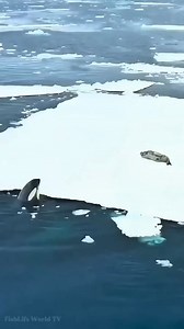 This is life in the wild: orcas work together, hunting seals on icebergs by creating powerful waves until the ice breaks apart, leaving the seal with no escape. 🦭🐋🐋🐋🐋😱😱😱 . . #orcawhales #killerwhales #orcas #seal #wildlife #NatureDocumentary #oceanlife #marinelife #FishLifeWorldTV | FishLife world TV