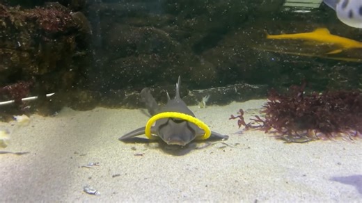50K views · 803 reactions | Aquarium hijinks provide the strongest evidence yet that sharks love to play. Learn more: https://scim.ag/4opTjX9 | Science | Facebook