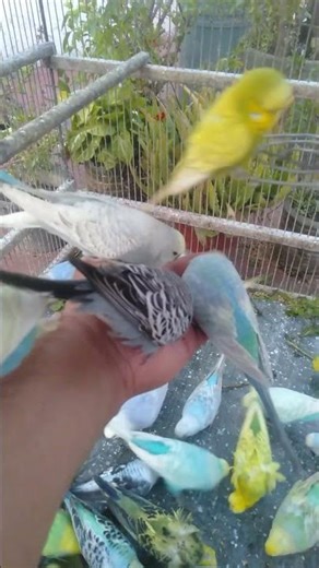 Rolige undulater i ekte nordisk lys 🌤️🐦 #undulat #nordisklys #ro