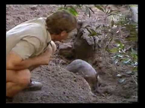 Croc Files : Marsupials - (Part 3)