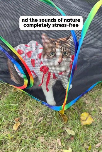 Creating a Cozy Cat Catio for Happy Felines