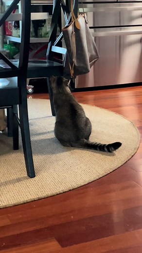 Buster and Brothers on TikTok