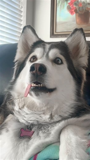 Penelopii Riggs 💖 📺 ✨ on Instagram: "one of the best welcome home scenes 🎬 ever‼️‼️‼️📺 love this movie so much it is a classic ‼️📺💕 #penellywatchestelly #penelopiipirouettes #NAID #HUSKYMIX #homewardbound #classicmovie . . . . . #huskiesofinstagram #husky #huskydog #huskygram #huskyheaven #huskylife #huskylove #huskylover #huskylovers #huskymix #huskynation #huskyofinstagram #huskyphotography #huskypics #huskypuppy #huskysiberiano #huskyworld #instadog #instagram #instahusky #malamute #dog