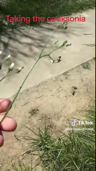 Cooksonia Plant in Borneo Forest