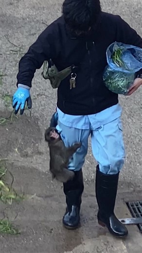 パンチくん🐵 会いに行ってきました♡ #がんばれパンチ #市川動植物園 青草🌱🐒皆んなに💕 大好き飼育員さん パンチくん 頑張って しっかりと しがみついていました🥹 良かったねぇ♡