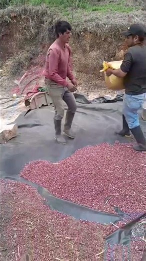 Best Way to Clean Beans