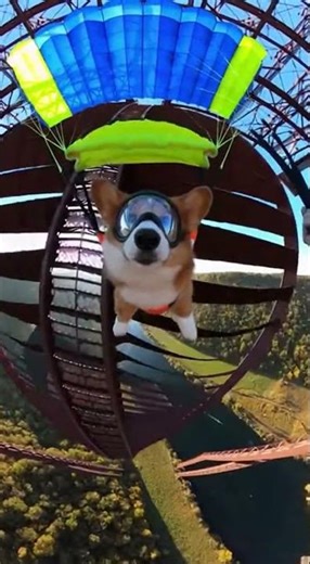 Corgi BASE jumps off bridge! 🐕🌉