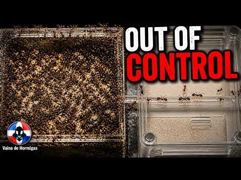 OUT OF CONTROL – TETRAMORIUM IMMIGRANS | ANT COLONY DIARIES