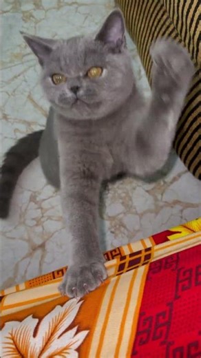 Fastest Cat Stick Attack ⚡🐱 | You Won’t Believe This Speed!