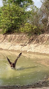 Amazing hawk eagle hunting bird 🦅 | King of bird