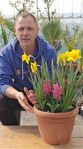 Growing spring flowers in containers! #flowers #plants #containergardening