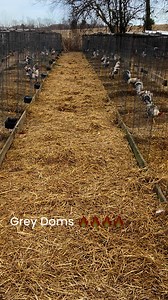 Boone Farms on Reels