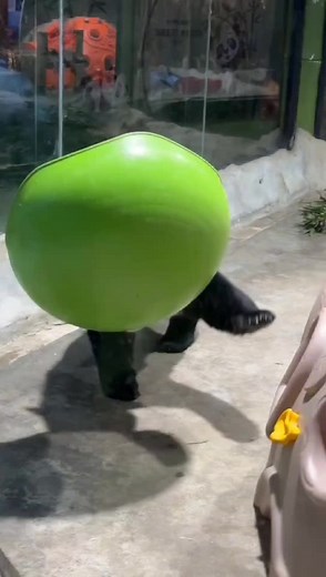 #funny panda walk by feel#funny #strong #cute #lovely #LOVELY #piano #foody #pandas #dance #flexible #drama #panda