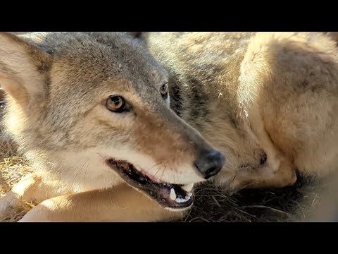 Coyote Snaring!! Tips & Tactics for Predator Control