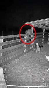 Así quedaron los animales después de la visita del Chupacabras #albertodelarco #paranormal #aterrador #fantasmas #apariciones #exploraciónurbana | ALBERTO DEL ARCO