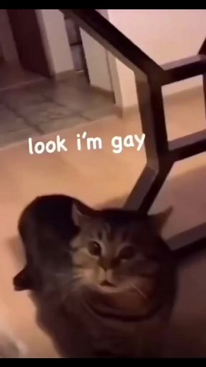 161K views · 3.5K reactions | Talking cats | Kitty 1st | Facebook