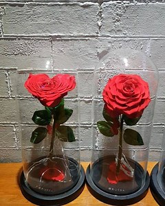 10K views · 381 reactions | The ROSSA Timeless Rose Collection. 鹿 www.rossafinestflowers.com | ROSSA | Facebook
