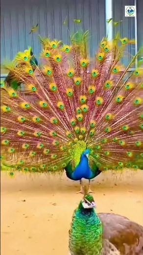 India Fight Peacock breeding Pier Indian blue & white peacock #Viral YouTubeshorts #trendingvideo