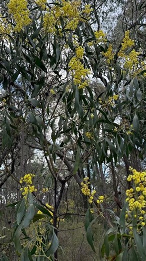 Golden wattle #australia ‘s national flower