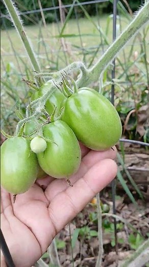 Woolly Plum Tomato