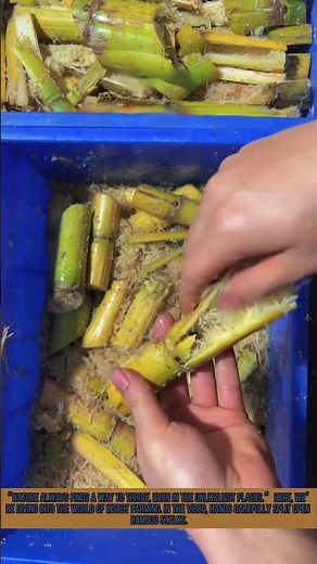 Unveiling Insect Farming: Bamboo Stalks as Bug Habitat | Nature's Cycle