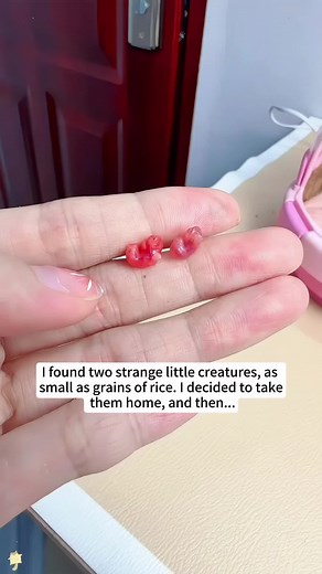Rescue of Tiny Sugar Gliders Found at Home