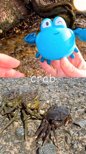 Sea Animal Names for Kids to Learn by the Branch: Crab Dolphin Boxfish Cuttlefish Walrus