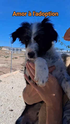 Amor est un amour de 3 mois à l'adoption. De taille moyenne à l'âge adulte, il cherche sa famille pour la vie 😍 #terrenitofrance #adoptdontshop #puppy | Association Terrenito France : adoptions en France et en Suisse