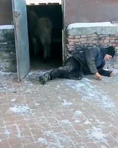 4K views · 35 reactions | What in the Meeko is going on here? | Meeko TV | Facebook