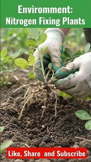 Environment: Nitrogen Fixing Plants