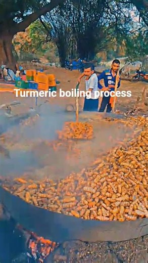 turmeric boiling process #turmeric #farming #kisan #trending