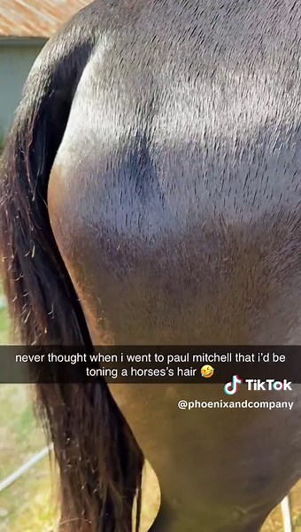 the things you do for your grass puppies #horse #horses #horsesoftiktok #gelding #twh