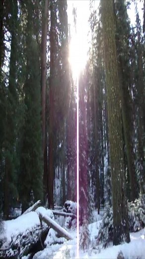 Sequoia Park After Snowstorm: Winter Views of Sequoia National Park