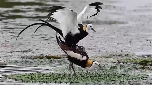Pheasant-tailed Jacanas (水雉,Hydrophasianus chirurgus) are mating, in Zhejiang province. Out of the ordinary, the father is responsible for incubating eggs and raising the chicks. ❤郑飞天 ❤❤❤ #Nature #Peace #wildlife #China #love #travel | Lin hillside