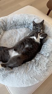 Daily countryside life 歷 #countryside #wildlife #estonia #viimsi #eesti #cat | Syn Cole | Facebook