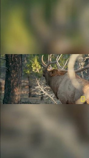 Elk Mating Season: Witness the Bugling and Antler Battles!